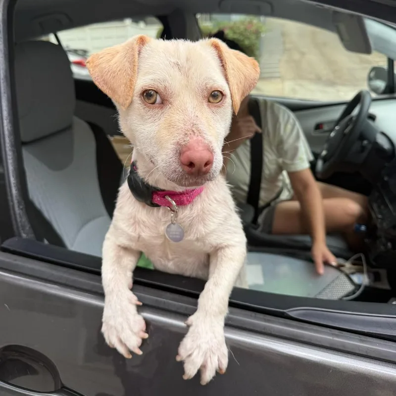 A young small-sized male Apricot / Beige Terrier dog named Dumpling for adoption in North Hollywood, CA