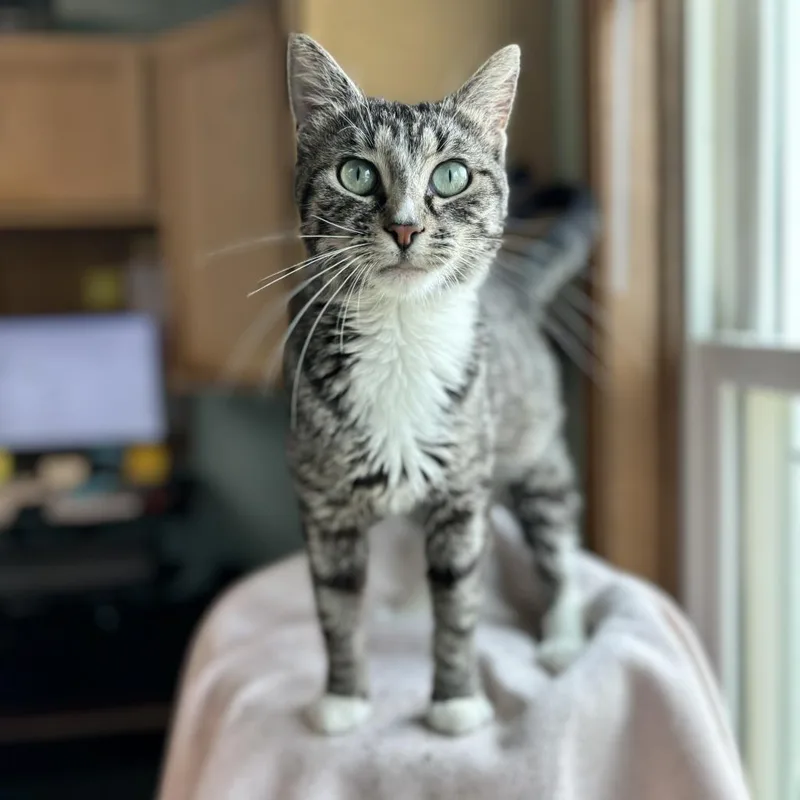 An adult large-sized female Brown / Chocolate Domestic Short Hair cat named Coco Melon for adoption in Fargo, ND