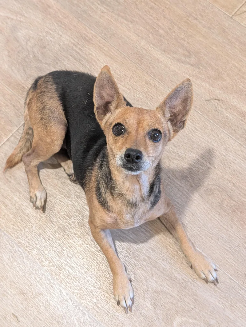 An adult small-sized female Yellow / Tan / Blond / Fawn Dachshund dog named Sasha for adoption in Baton Rouge, LA