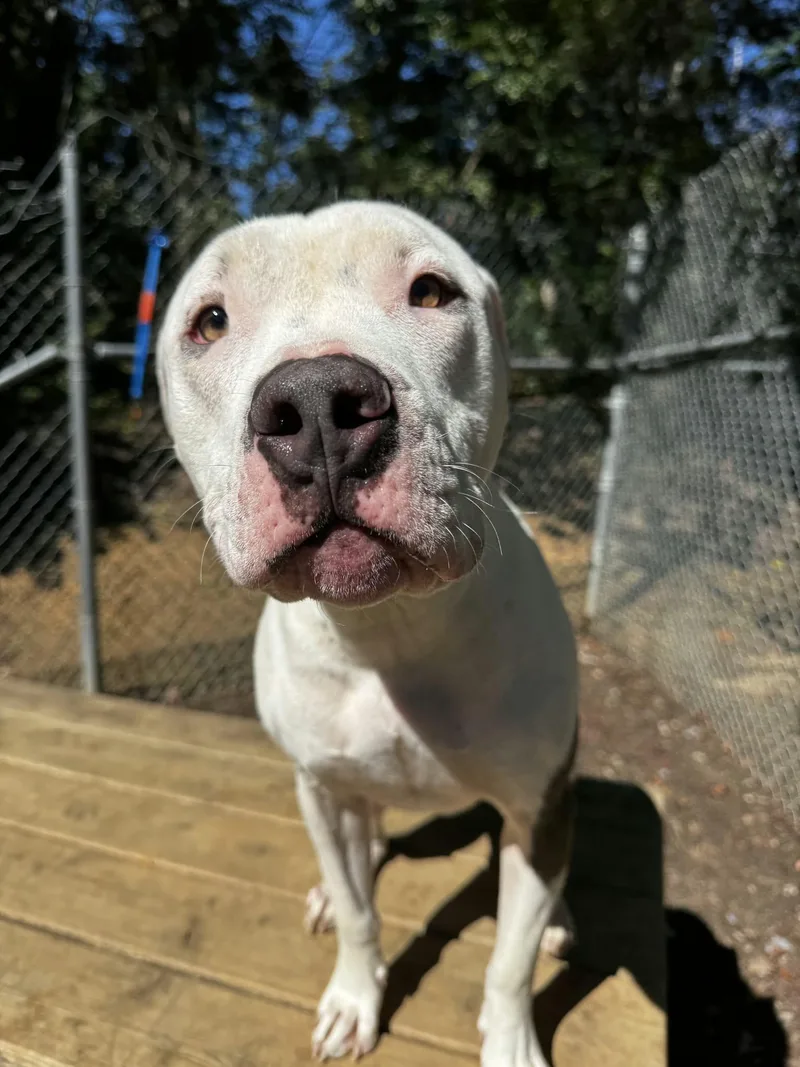 An adult medium-sized male Pit Bull Terrier dog named Buddy for adoption in Orange, VA