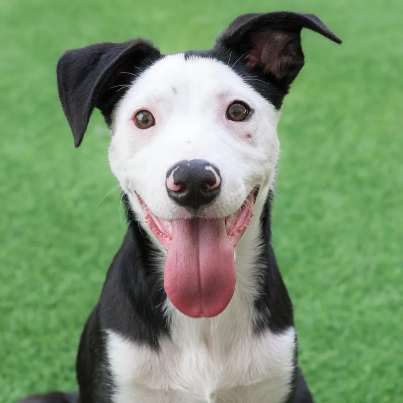 A baby large-sized female Pit Bull Terrier dog named Myrtle the Puppy! for adoption in Burlingame, CA