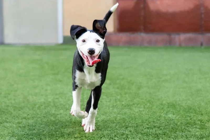 Myrtle the Puppy! thumbnail 2