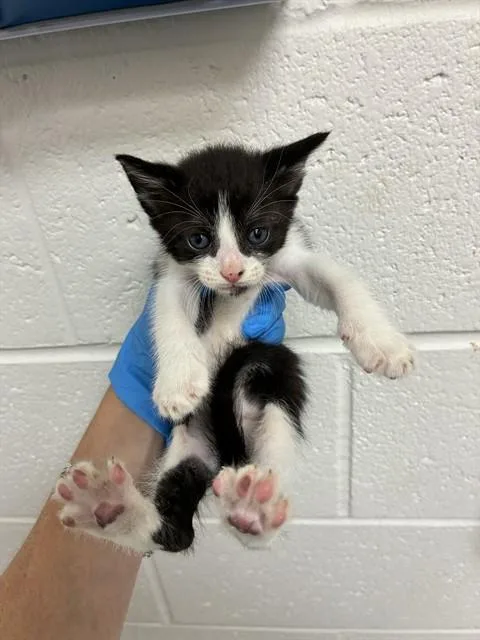 A baby small-sized female Domestic Short Hair cat named Cookie for adoption in Naples, FL