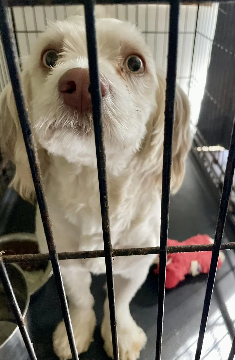 A young small-sized male Apricot / Beige Dachshund dog named Oliver for adoption in Lacon, IL