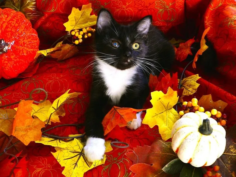 Tuxina