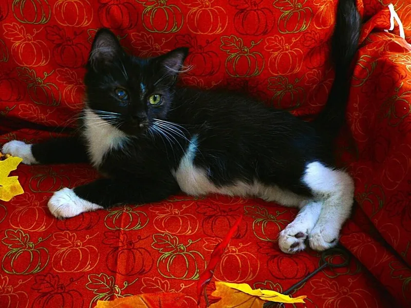 Tuxina thumbnail 3