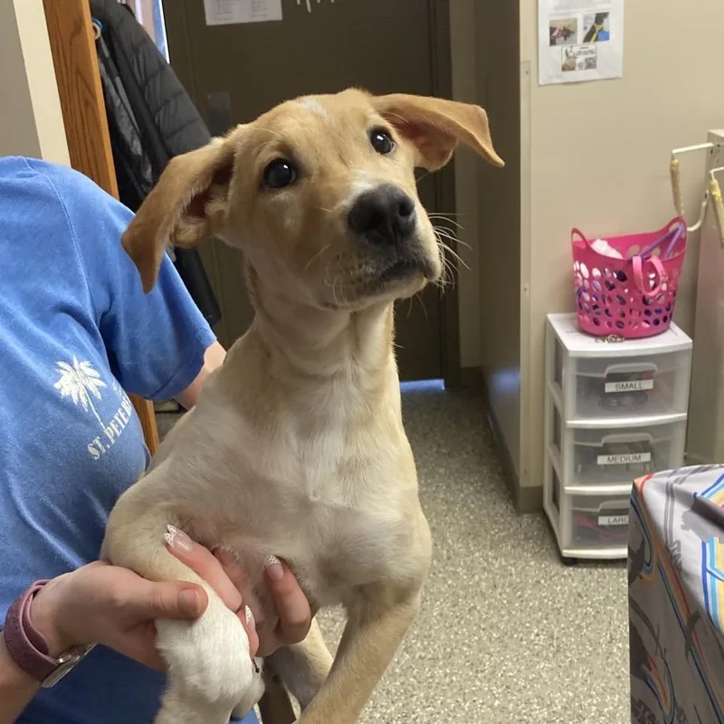 A baby medium-sized male Mixed Breed dog named Sprite for adoption in Norfolk, NE