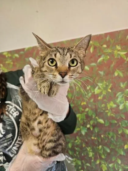 An adult medium-sized female Domestic Short Hair cat named Maggie for adoption in San Antonio, TX