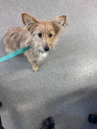 An adult small-sized female Mixed Breed dog named Daisy for adoption in West Chester, PA