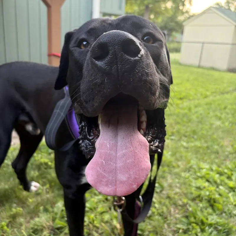 A young extra large-sized male Cane Corso dog named Nova for adoption in Minneapolis, MN