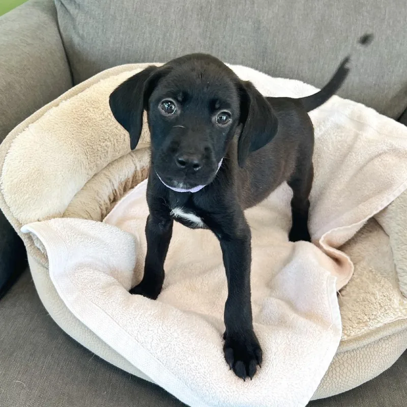 A baby medium-sized female Black Labrador Retriever dog named Eleanor for adoption in Flower Mound, TX