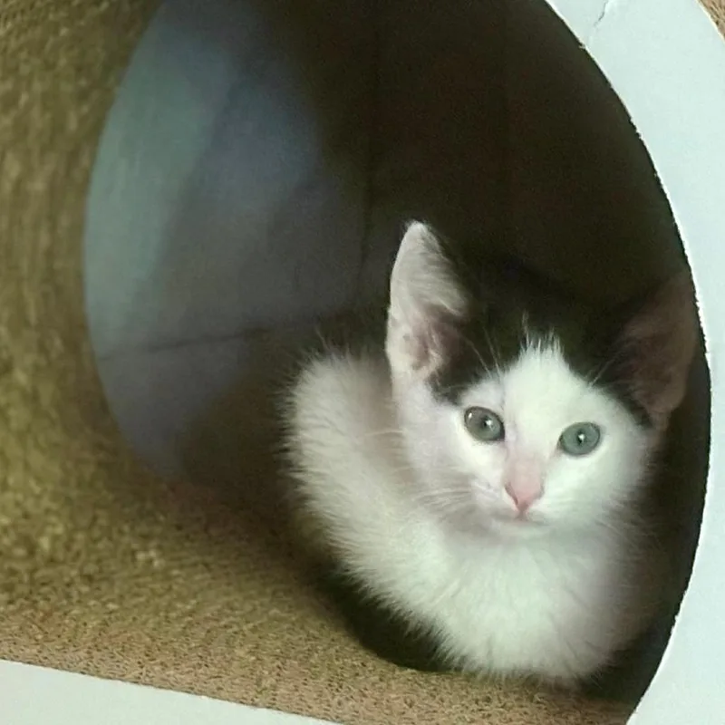 A baby small-sized female Black Domestic Short Hair cat named Tulip for adoption in Falls Church, VA
