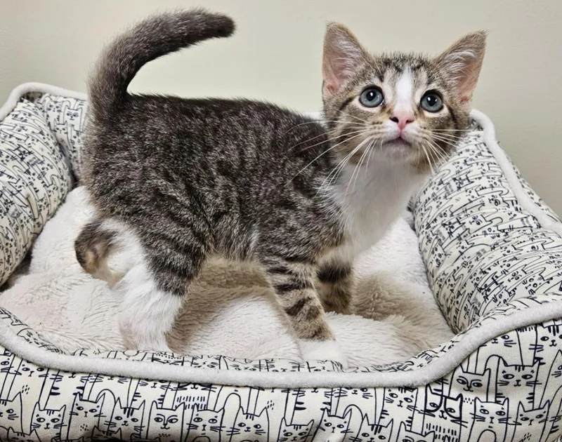 A baby small-sized male Domestic Short Hair cat named Tonto for adoption in Fremont, OH