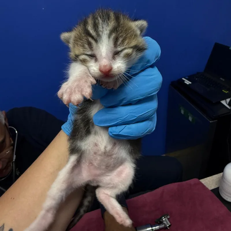 A baby small-sized male Black Domestic Short Hair cat named Dom for adoption in Wahiawa, HI