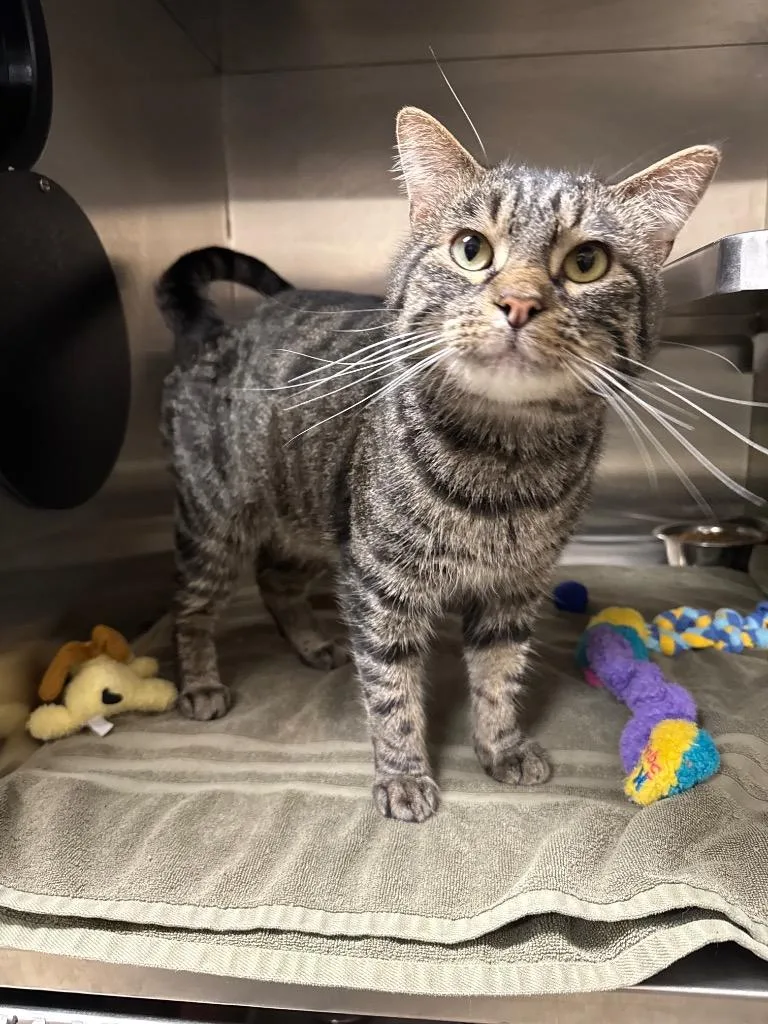 A young medium-sized male Domestic Short Hair cat named Trapper for adoption in Great Bend, KS