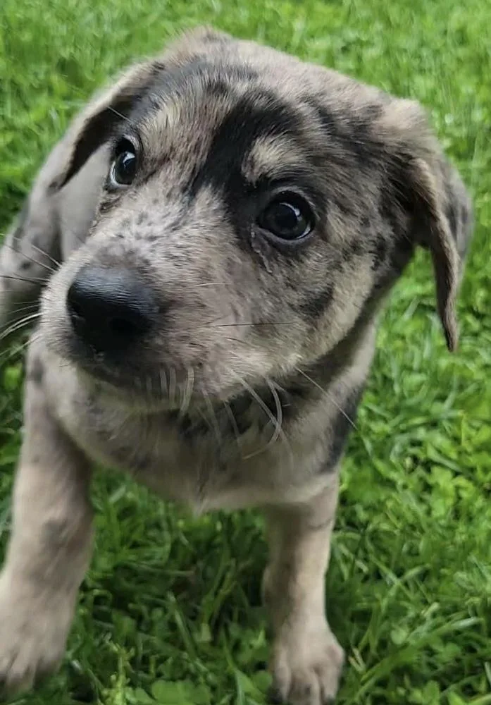 A baby medium-sized male Labrador Retriever dog named Benedict for adoption in China Township, MI