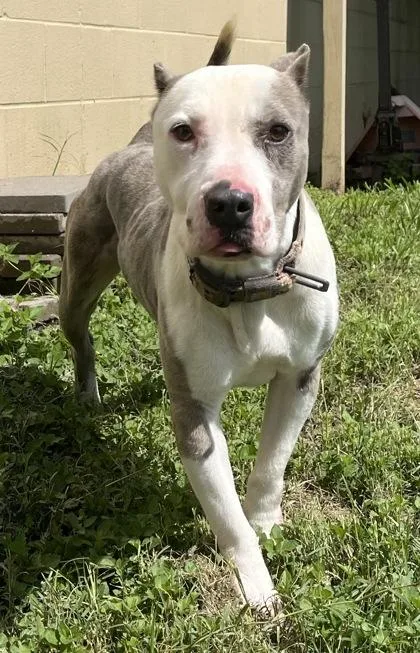 An adult medium-sized male Brindle Pit Bull Terrier dog named Bubba for adoption in Harlingen, TX