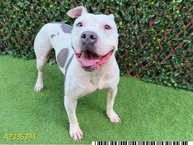 An adult medium-sized female Mixed Breed dog named Maggi for adoption in West Palm Beach, FL