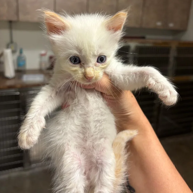 A baby small-sized male Domestic Medium Hair cat named Ricotta for adoption in Ottawa, KS