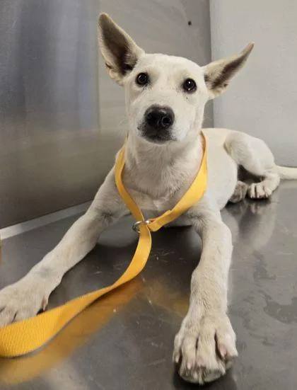 A young small-sized female Labrador Retriever dog named Sia for adoption in Fresno, CA