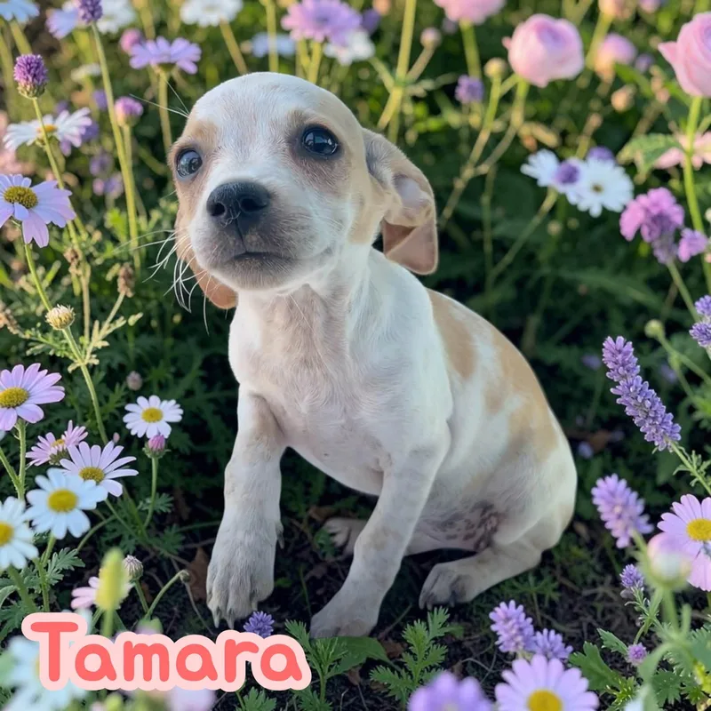 Tamara Chiweenie