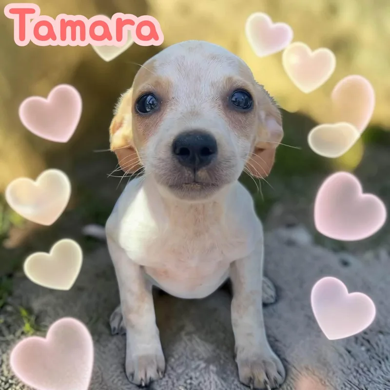 Tamara  Chiweenie  thumbnail 2