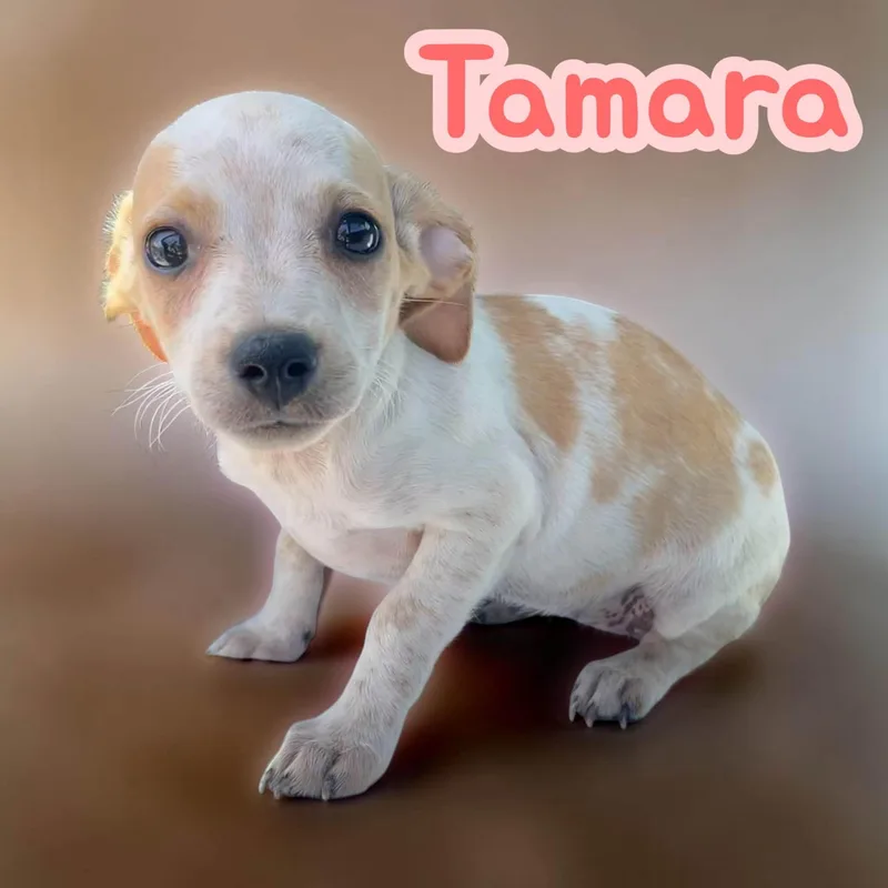 Tamara  Chiweenie  thumbnail 3