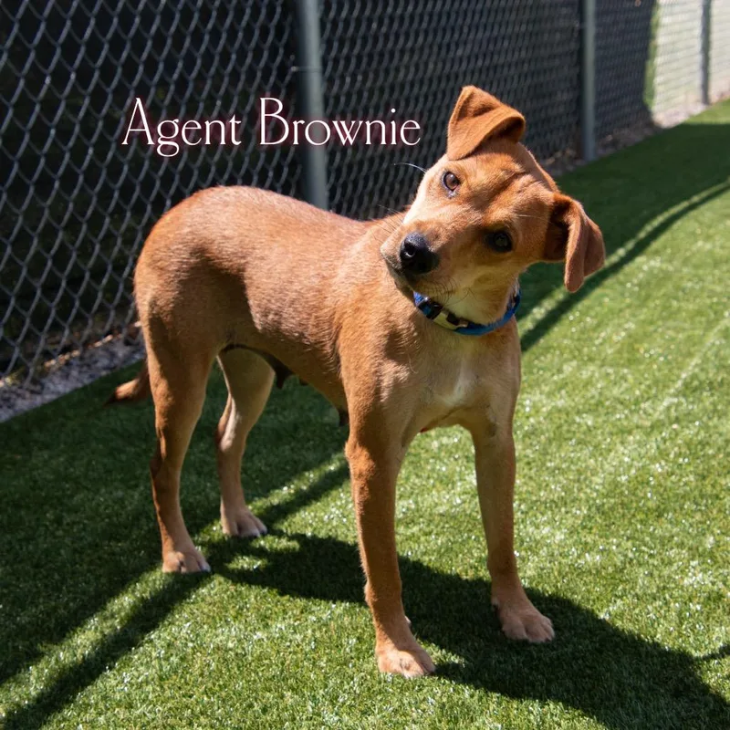 Agent Brownie thumbnail 6