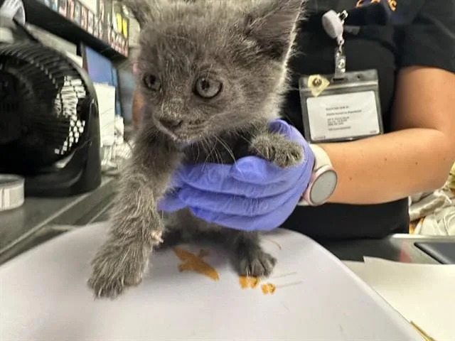 A baby small-sized female Domestic Medium Hair cat named Smokey for adoption in Ontario, CA