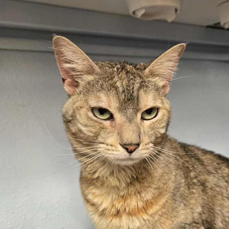 An adult large-sized female Orange / Red Domestic Short Hair cat named The Sauce for adoption in Desert Hot Springs, CA