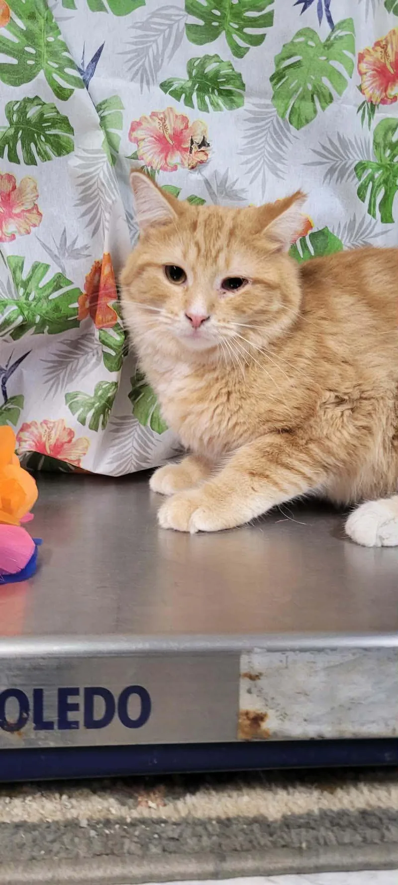 Cheeto