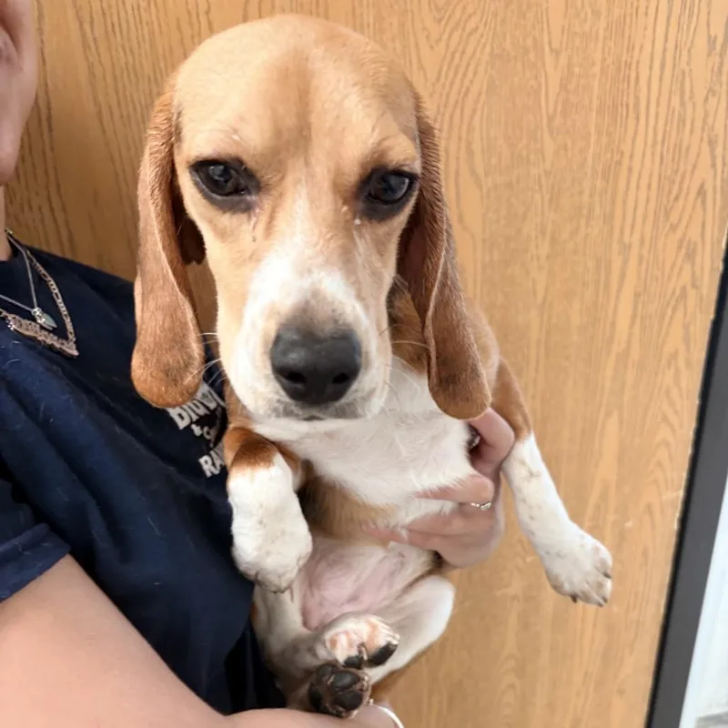 A young small-sized female Brown / Chocolate Beagle dog named Paige for adoption in LOXAHATCHEE, FL