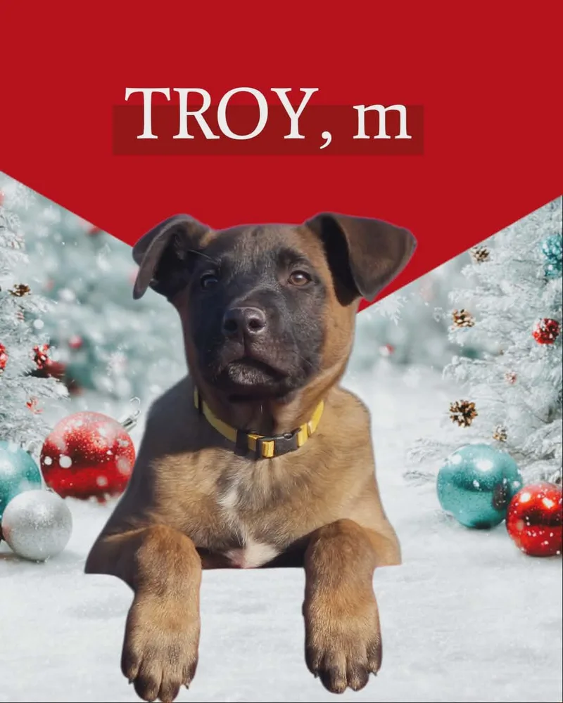 Troy