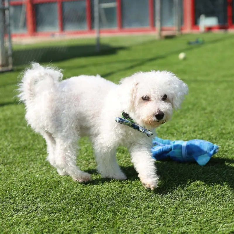A senior small-sized male White / Cream Bichon Frise dog named Henry for adoption in Evansville, IN