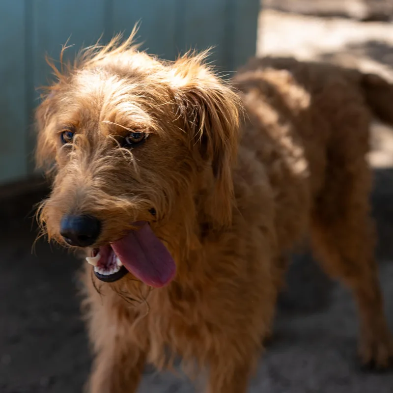 An adult small-sized female Red / Chestnut / Orange Standard Poodle dog named Miss Red for adoption in Fresno, CA