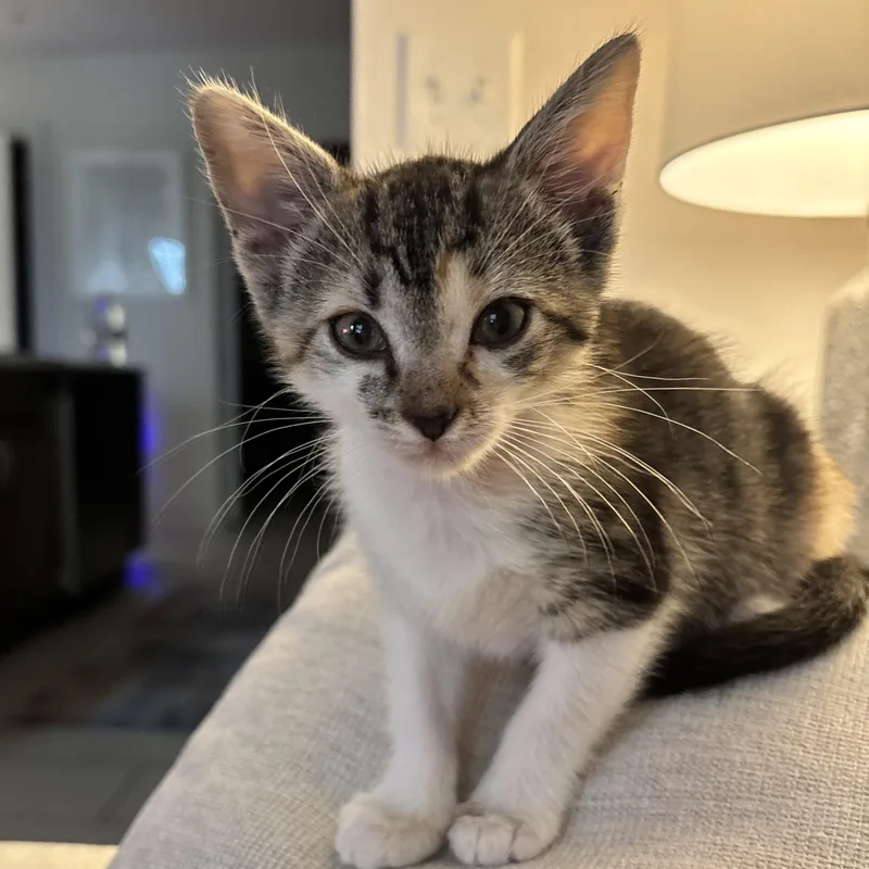 A baby medium-sized female Tabby (Brown / Chocolate) Calico cat named Pangea for adoption in Dallas, TX
