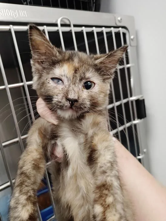 A baby medium-sized female Domestic Short Hair cat named Nixie for adoption in Republic, MO