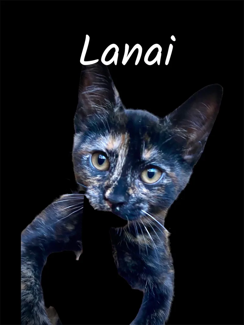 Lanai