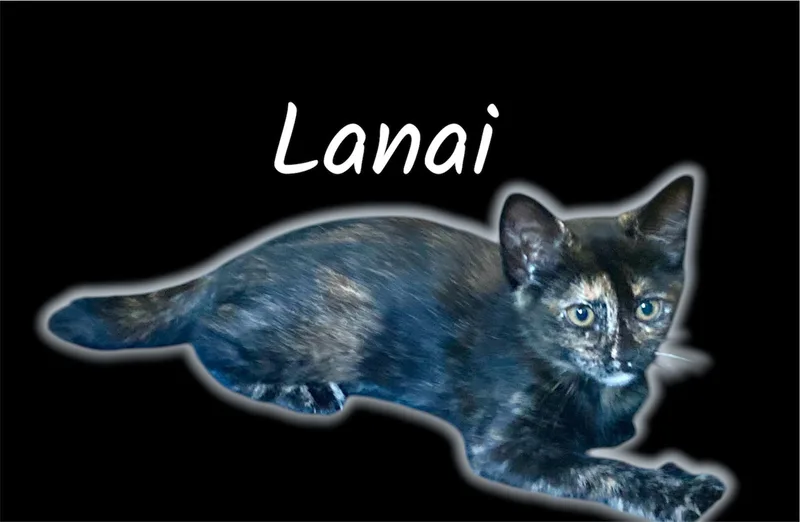 Lanai thumbnail 2