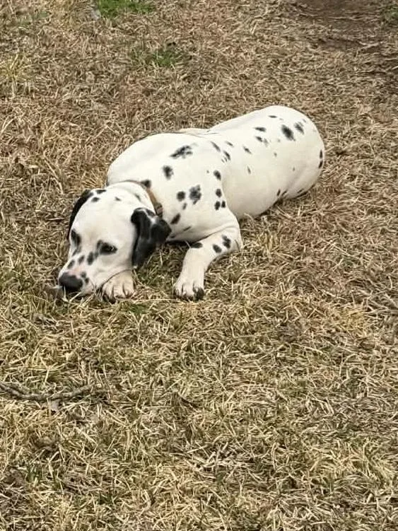 A young medium-sized male White / Cream Dalmatian dog named Spot for adoption in Alexandria, LA