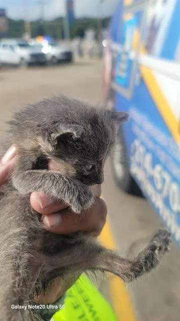 A baby medium-sized female American Curl cat named Grey for adoption in Dallas, TX