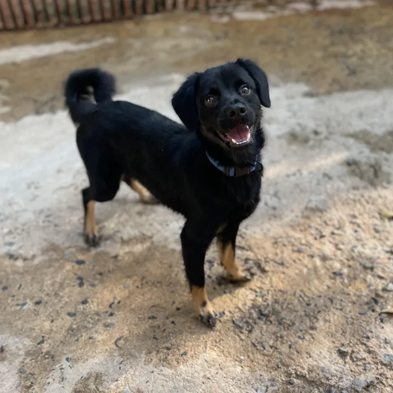 A young medium-sized male Bicolor Mixed Breed dog named Smoke for adoption in San Juan, PR