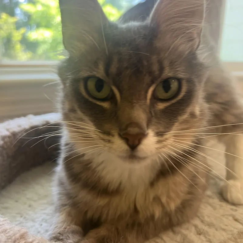 An adult medium-sized male Tabby (Gray / Blue / Silver) Domestic Medium Hair cat named Harry for adoption in Burlington, WA