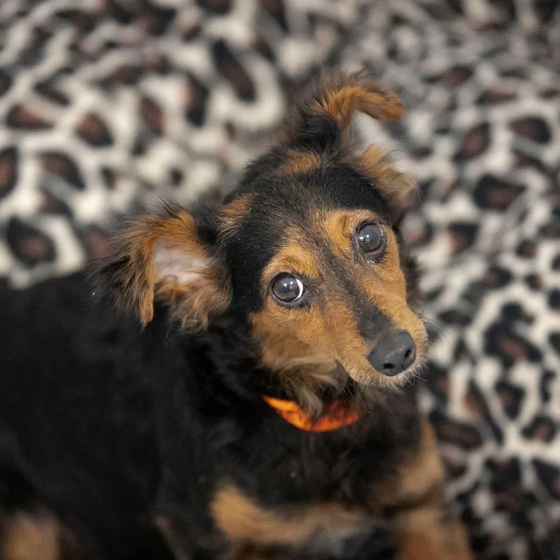 Biscotti thumbnail 3