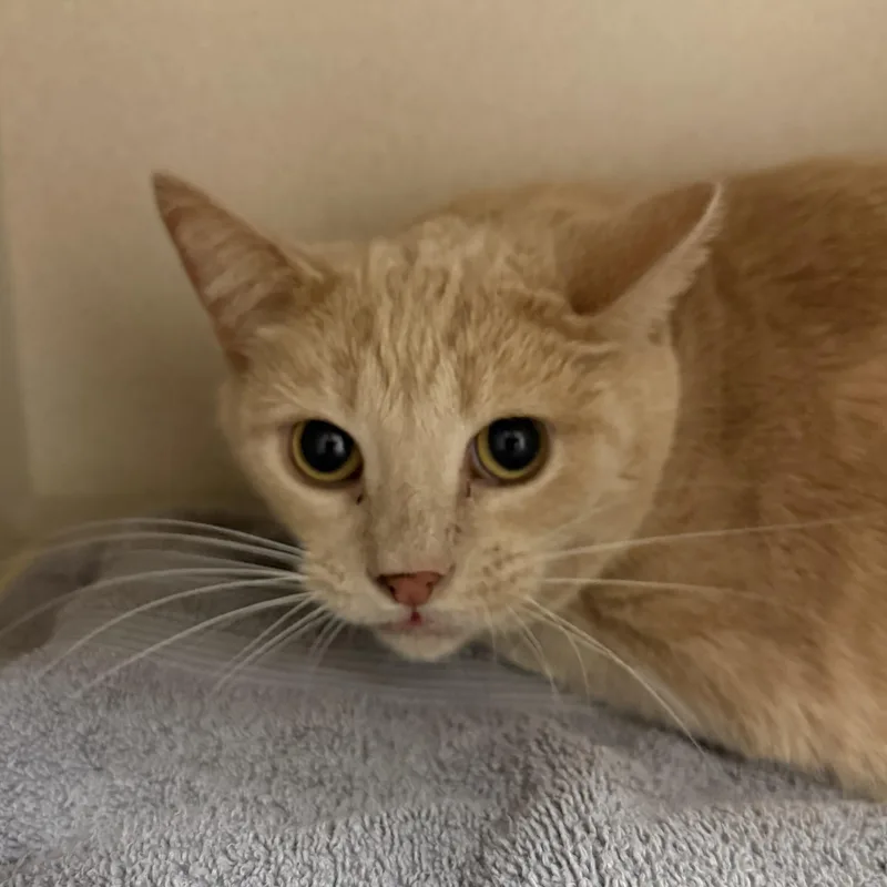 An adult medium-sized male Domestic Short Hair cat named Gus for adoption in Kearney, NE