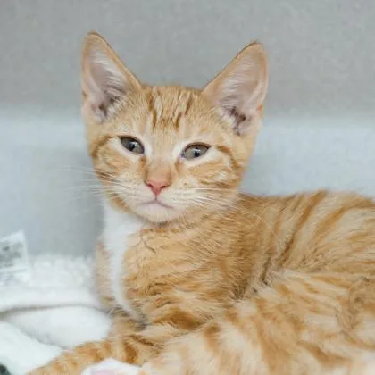 A baby small-sized female Orange / Red Domestic Short Hair cat named Thursday for adoption in Atlanta, GA