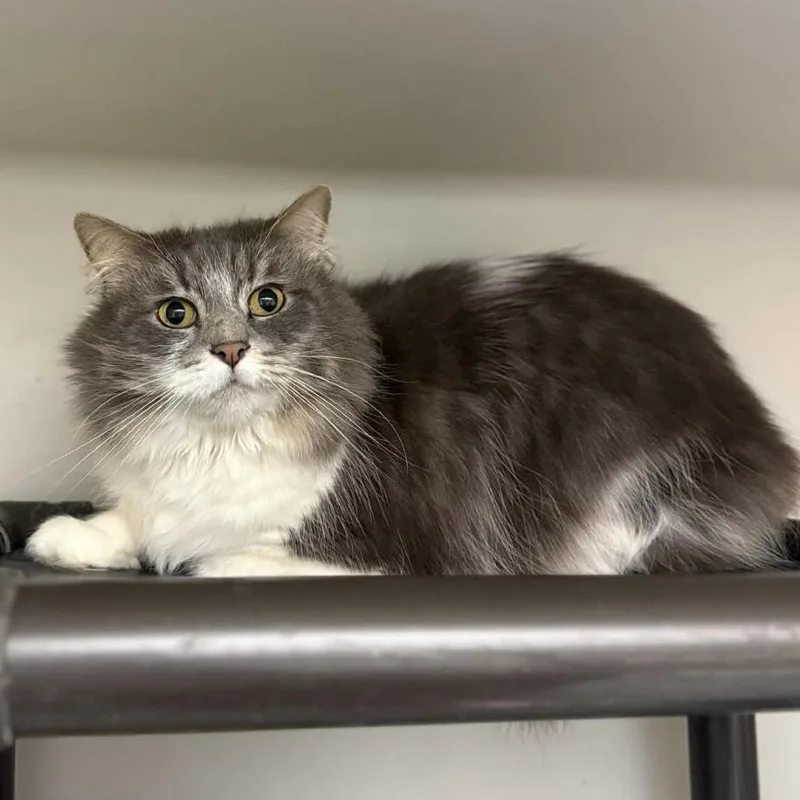 An adult small-sized male Gray / Blue / Silver Domestic Short Hair cat named Sammy for adoption in Caryville, TN
