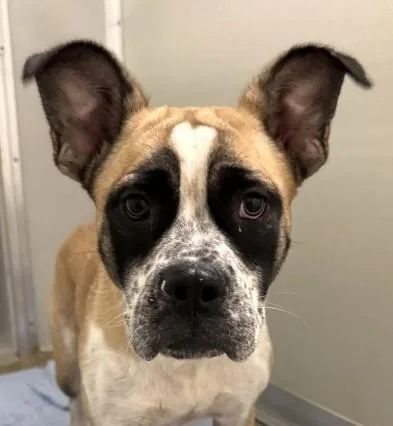 An adult large-sized female Akita dog named Stargazer for adoption in Mason, MI