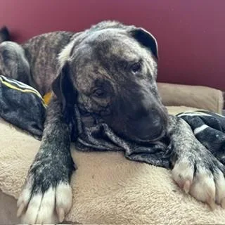 Bella