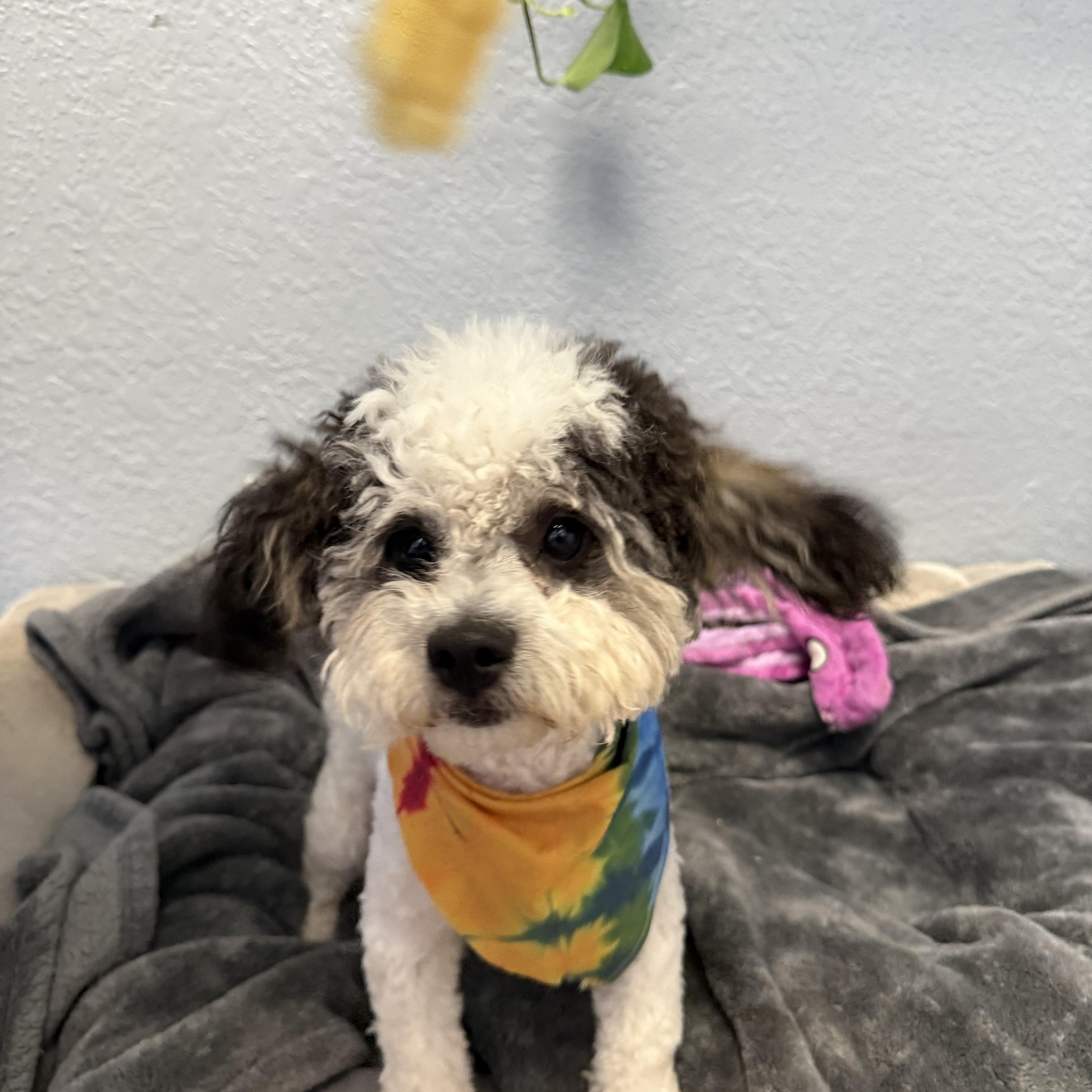 An adult small-sized male White / Cream Shih poo dog named Zeke Bananaham for adoption in Oklahoma City, OK